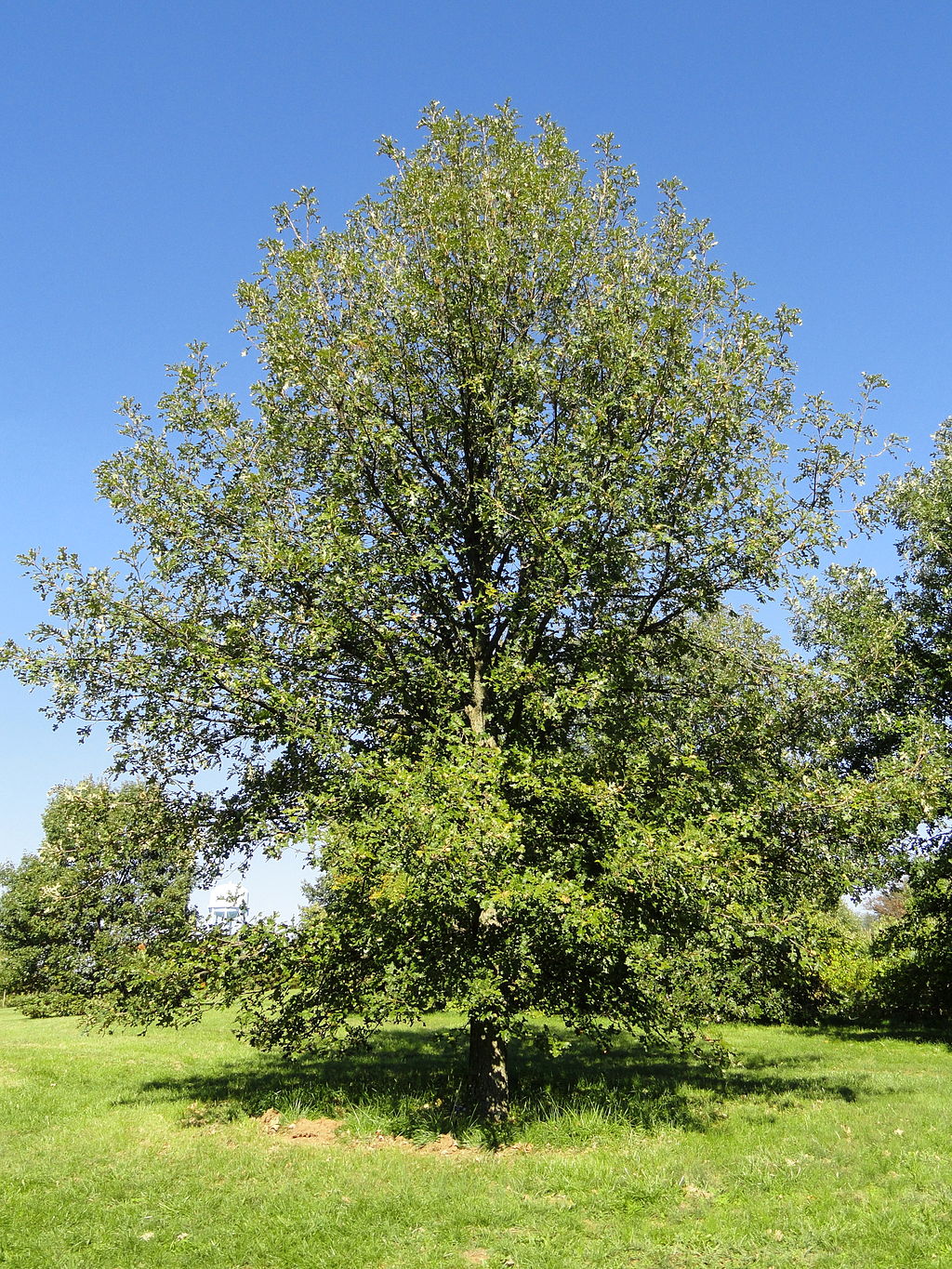 The 6 Best Trees for Parking Lot Islands in Memphis, TN & Northern MS