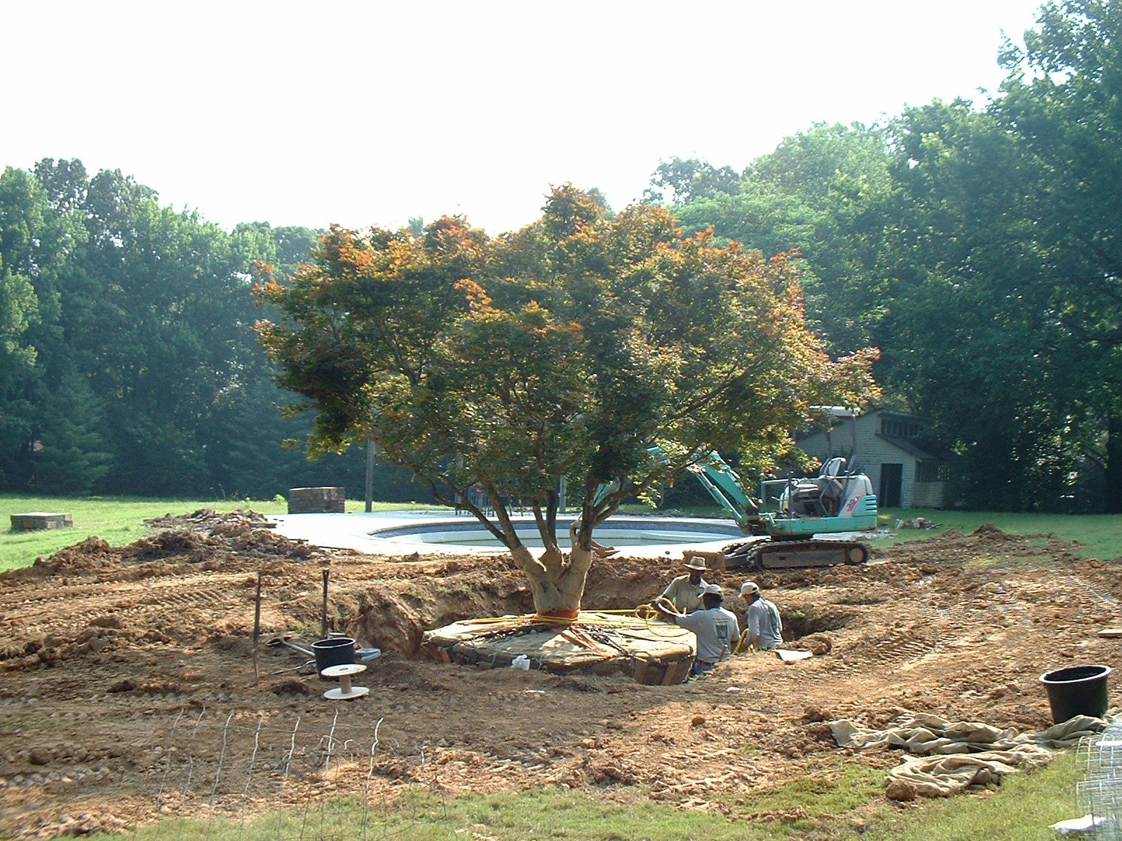 James and Michael transplanting a Japanese Maple