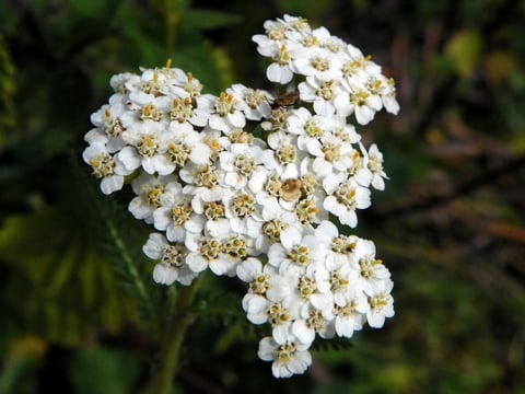 Полные растения. Растение полное. Millefolium ‘White Beauty’. Маеры полные цветы.