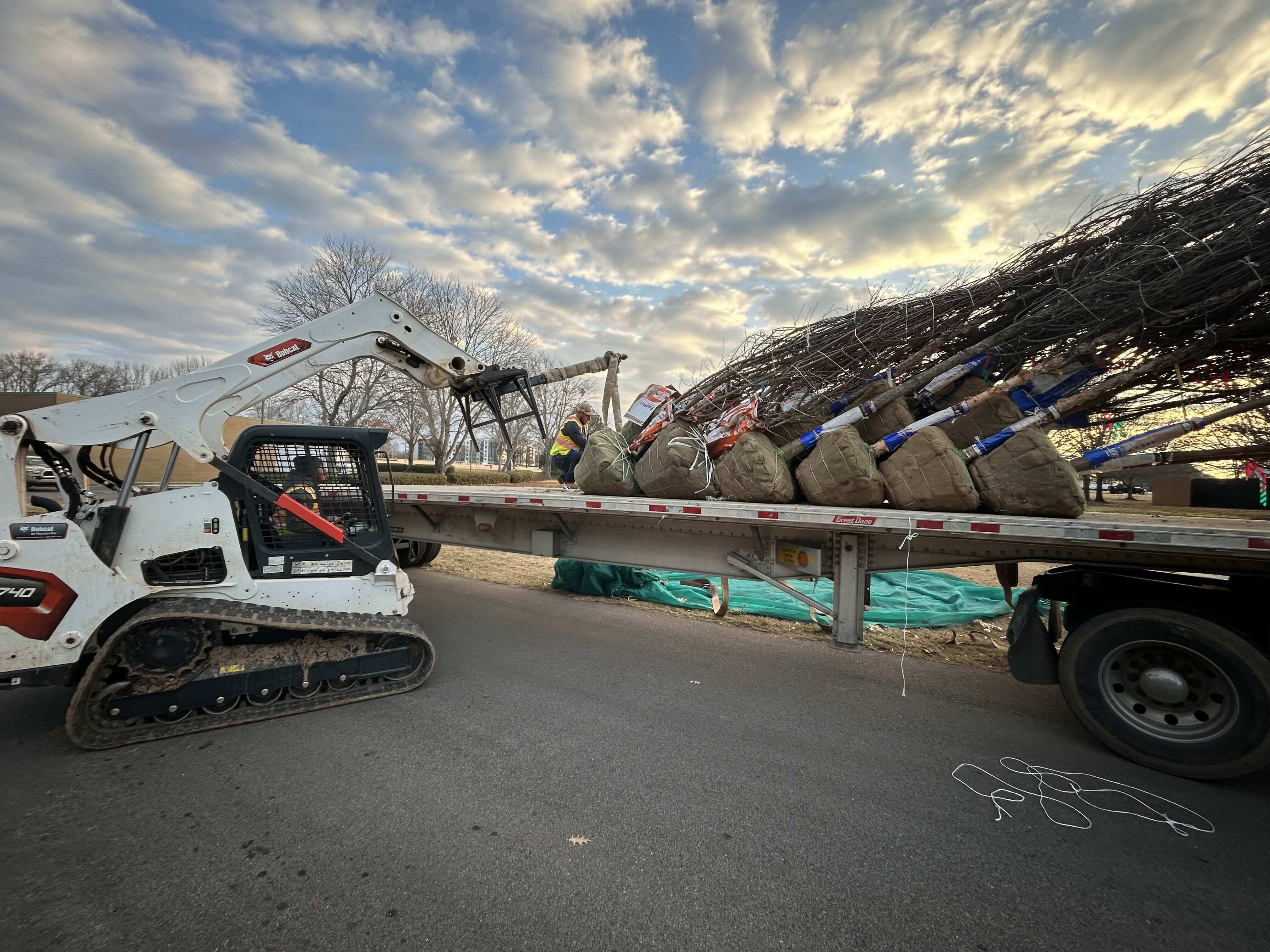 Skid-steer unloading trees from a trailer at a jobsite, preparing for planting